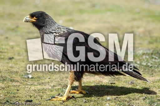 Geierfalke (1 von 11).jpg